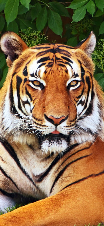 Animal, tiger HD phone wallpaper