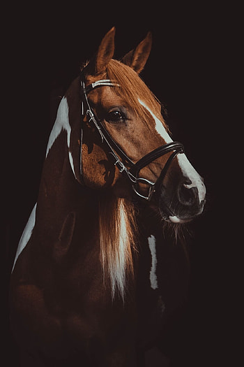 Equestrian elegance, Noble steeds, Horse painting, Timeless masterpiece HD phone wallpaper