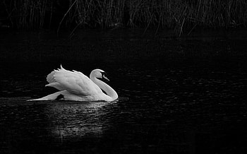 Swan, Animals, Beautiful swans HD wallpaper