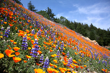 summer landscape, poppy, landscape, lupine, nature, flowers, mountains HD wallpaper