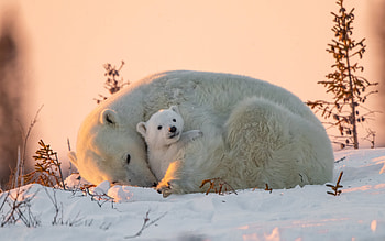 Polar Bears, polar bear, cub, bear, snow HD wallpaper