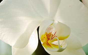 Flower, Macro, Petals, White Orchid HD wallpaper