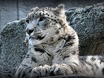 Snow Leopard, Captivating creature, Endangered species, Conservation efforts HD wallpaper