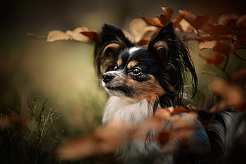 Papillon Dog, Majestic charm, Detailed HD wallpaper