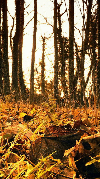 October, Foliage, october, foliage HD phone wallpaper