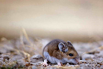 Mouse, other, rodent, bedding HD wallpaper