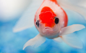 Animals, Eyes, Underwater World, To Swim, Swim, Fish HD wallpaper