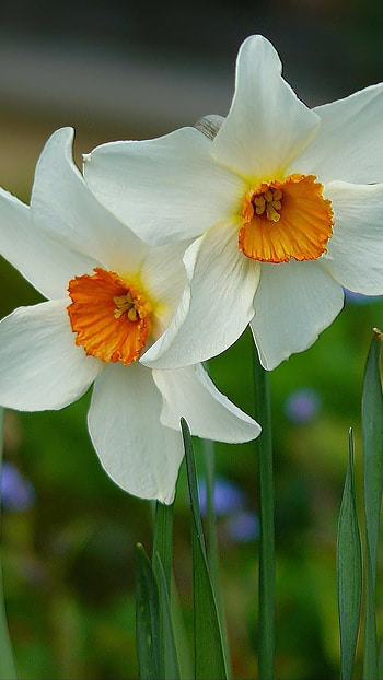 Daffodil, White, Flower HD phone wallpaper