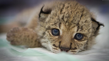 Lynx , Mysterious feline, Forest's guardian, Untamed grace HD wallpaper