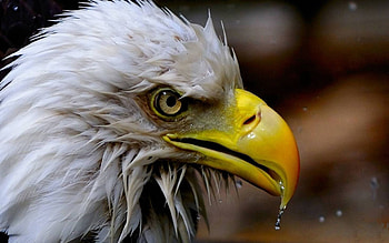Animals, Bird, Bald, White-Headed, American Eagle HD wallpaper