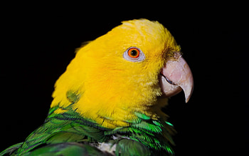 Animals, Parrots, Dark, Beak, Color HD wallpaper