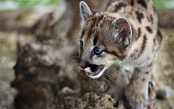 Animals, Leopards HD wallpaper