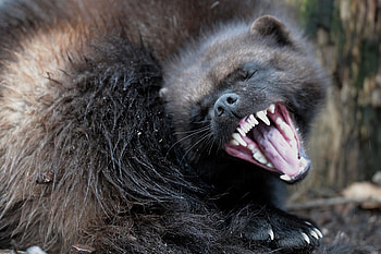 Endangered species act, Environmentalists, Hunters, Failing HD wallpaper