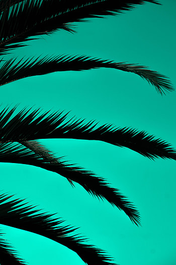 Leaves, Dark, Miscellanea, Miscellaneous, Palm, Outlines HD phone wallpaper
