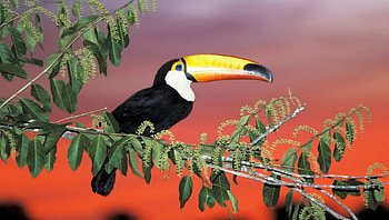Toucan, nature, birds, wildlife HD wallpaper