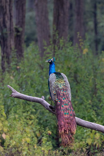 A vibrant Indian peacock perched on a branch, showcasing its iridescent plumage against a lush forest backdrop. HD phone wallpaper