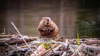 Rare beaver, Rescue operation, Xinjiang region, Wildlife conservation HD wallpaper