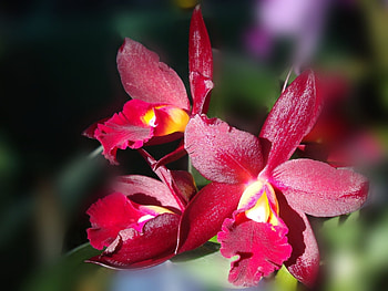 Plants, Flowers HD wallpaper