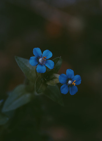 Blue, bright flowers, pair HD phone wallpaper