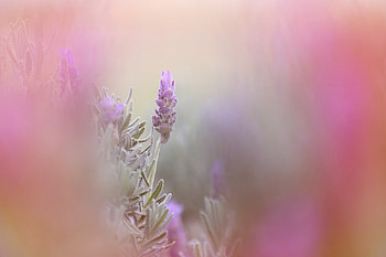 Spring, cute, beautiful, pink, flower, green, nature, flowers, , lovely HD wallpaper