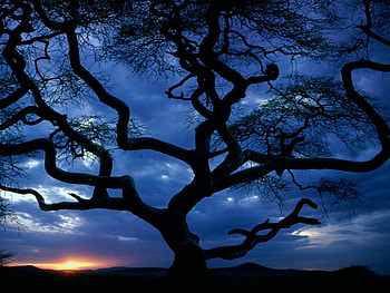 Landscape, Trees HD wallpaper