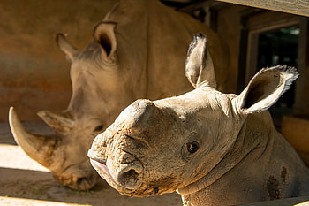 Baby white rhino, Heartwarming arrival, Animal kingdom celebration, WFTV report HD wallpaper
