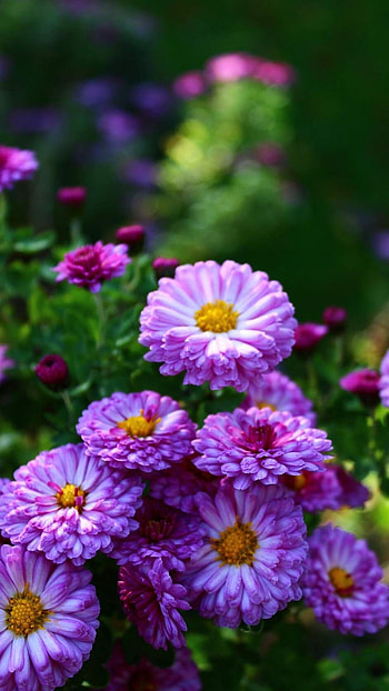 Flower, Aster Flower HD phone wallpaper