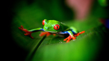 Cute green frog, Vibrant red-eyed frog, Whimsical , Tree frog lover HD wallpaper