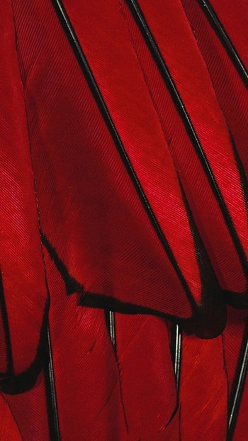 Black Red Paint Color Feather 6 HD phone wallpaper