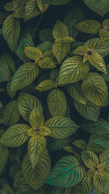 Close-up of lush green leaves showcasing textured veins and natural patterns, perfect for nature backgrounds. HD phone wallpaper