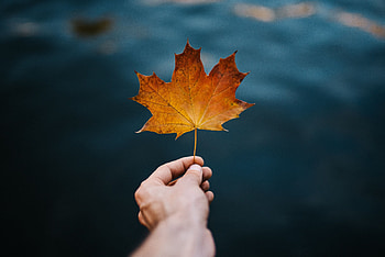 Nature, Autumn, Hand, Blur, Smooth, Sheet, Leaf, Maple HD wallpaper