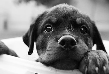 Puppy, dogs, puppies, cute, animals HD wallpaper