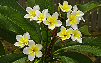 Plumeria, plumeris, white, nature, flowers HD wallpaper