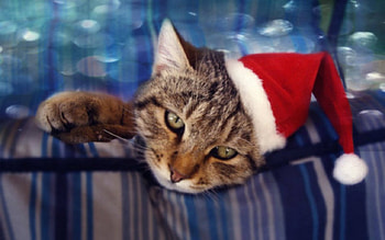Cute Cat, animal, Christmas, cute, cat, hat HD wallpaper
