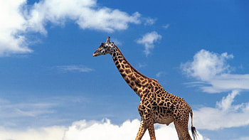 Stunning giraffe portrayals, Nature's beauty, Wildlife's marvels, graph perfection HD wallpaper