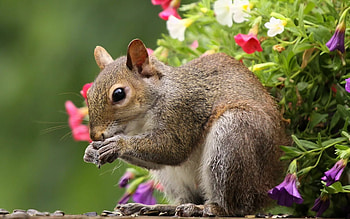 squirrel, able , Detailed graphy, High quality HD wallpaper
