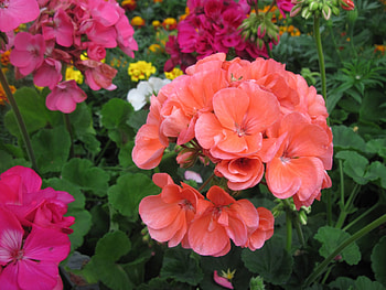 Greenhouse garden day 02, geranium, graphy, green, red, Flowers, garden, orange HD wallpaper