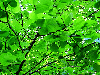 Plants, Leaves HD wallpaper