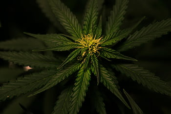 Detailed view of a cannabis plant with vibrant green foliage and intricate leaf patterns. HD wallpaper