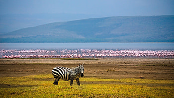 Africa, Travels, Flamingos, Ultra HD wallpaper