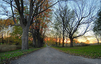 TN fall, trees, by debbie stone-johnston, TN, fall HD wallpaper