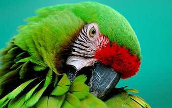 Animals, Parrots, Beak, Striped HD wallpaper