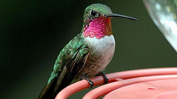 Broad-tailed, Hummingbirds HD wallpaper