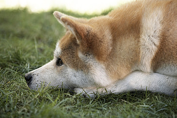 Hachi Wilson, Hachi: A Dog's Tale HD wallpaper