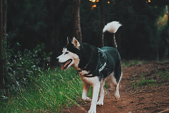 Animals, Dog, Stroll, Husky, Haska HD wallpaper