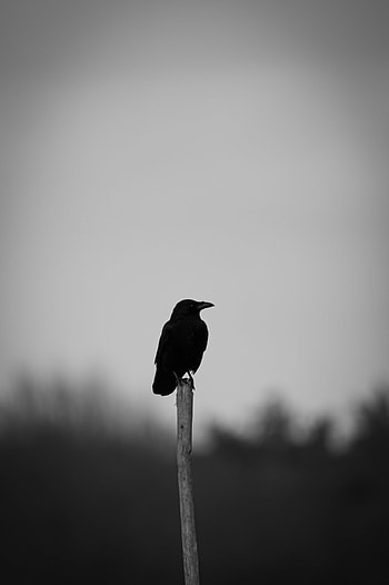 Animals, Bird, Bw, Chb, Raven HD phone wallpaper