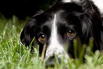 Puppy in grass, animal, dog, puppy, grass, friend, swett HD wallpaper