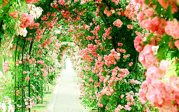 Tunnel of roses, Flowers, Greenhouse, Alley, Pink HD wallpaper