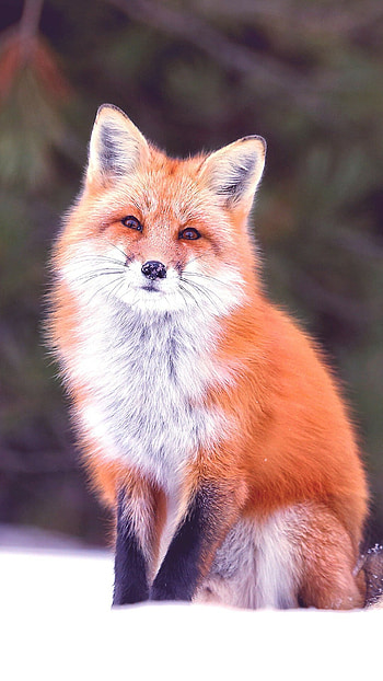 Fox , Mobile charm, Stunning visuals, Unique lock screen HD phone wallpaper