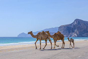 Oman travels, Beautiful beaches, Frank's Travelbox HD wallpaper